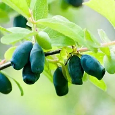 Жимолость съедобная АМФОРА в Осиповичах