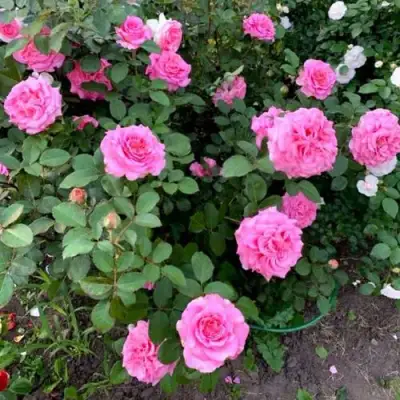 Роза ЭШЛИ чайно-гибридная в Осиповичах