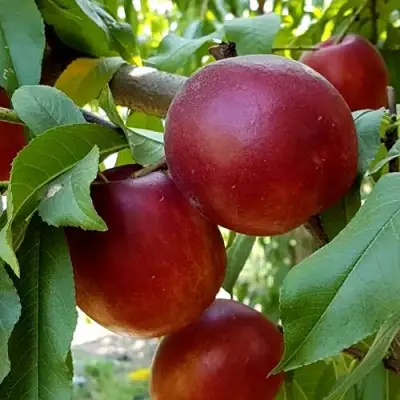 Нектарин ФАНТАЗИЯ в Осиповичах