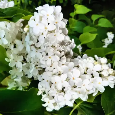 Сирень МАЛЕНЬКИЙ ПРИНЦ в Осиповичах