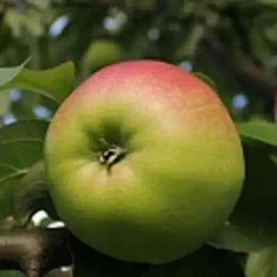 Яблоня СОКОЛОВСКОЕ стелющаяся в Осиповичах