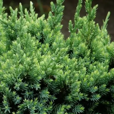 Можжевельник ХОЛГЕР чешуйчатый в Осиповичах