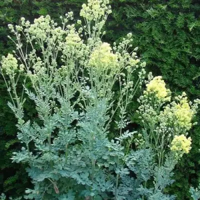 Василистник ГЛАУКУМ желтый в Осиповичах