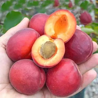 Абрикос РУБИСТА в Осиповичах