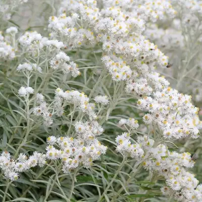 Анафалис ЖЕМЧУЖНЫЙ в Осиповичах