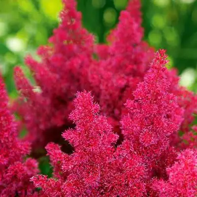 Астильба КОБЛЕНЦ японская в Осиповичах