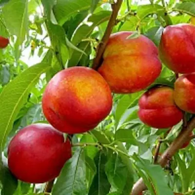 Нектарин ХАРБЛЕЙЗ в Осиповичах