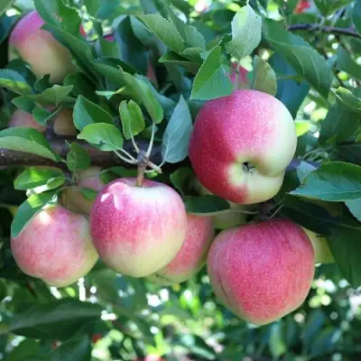 Яблоня ГРУШОВКА МОСКОВСКАЯ в Осиповичах