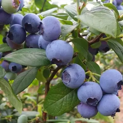 Голубика БЛЮГОЛД в Осиповичах