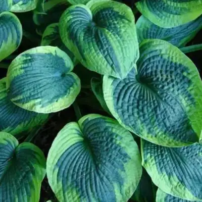 Хоста ТОКУДАМА ФЛАВОЦИРЦИНАЛИС гибридная в Осиповичах