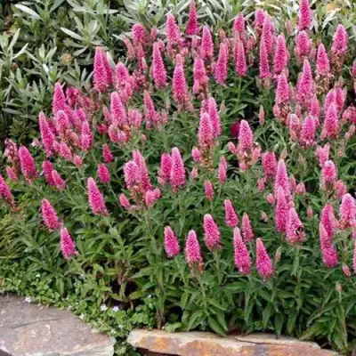 Вероника РОЗЕА колосковая в Осиповичах