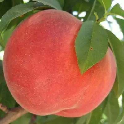 Персик МАЙСКИЙ ЦВЕТОК в Осиповичах