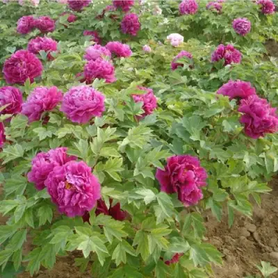 Пион КИТАЙСКИЙ ШЕЛК травянистый в Осиповичах