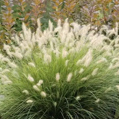 Пеннисетум ХАМЕЛН в Осиповичах