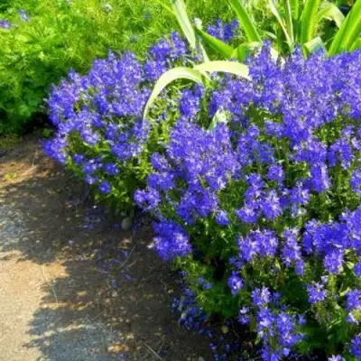 Вероника РОЯЛ БЛЮ большая в Осиповичах