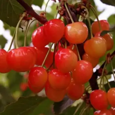 Черешня ДОНЧАНКА в Осиповичах