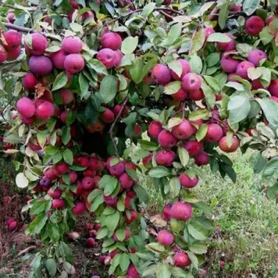 Яблоня ФЛОРИНА в Осиповичах