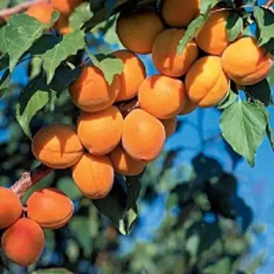 Абрикос ХАРКОТ в Осиповичах