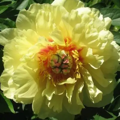 Пион ЗОЛОТАЯ КОРОНА древовидный в Осиповичах