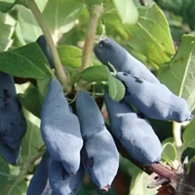 Жимолость съедобная НИМФА (ГАММА) в Осиповичах