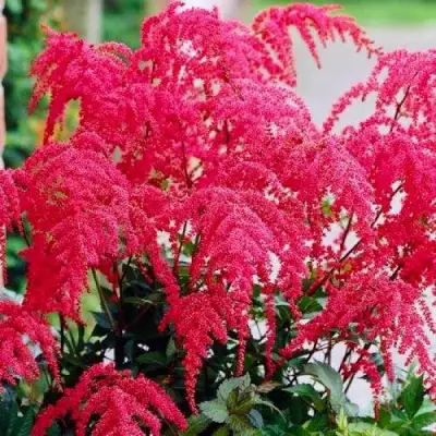 Астильба РЕД ЧАРМ Арендса в Осиповичах