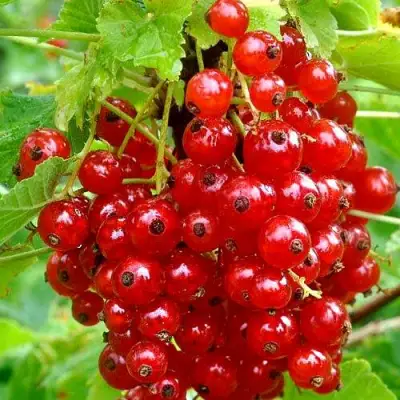 Смородина красная НЕНАГЛЯДНАЯ в Осиповичах