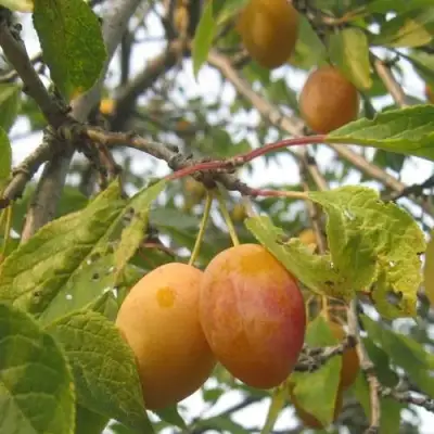 Слива НАТАША в Осиповичах