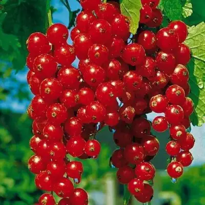 Смородина красная РОВАДА в Осиповичах