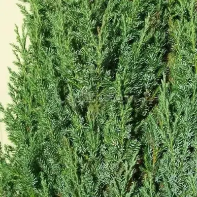 Можжевельник ХИБЕРНИКА обыкновенный  в Осиповичах