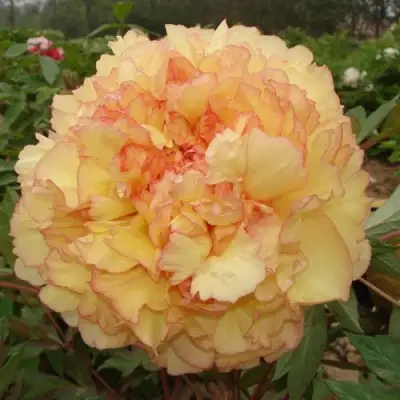 Пион ЗОЛОТАЯ РОССЫПЬ древовидный в Осиповичах