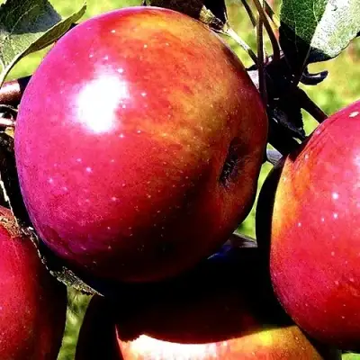 Яблоня ВЕСЯЛИНА в Осиповичах