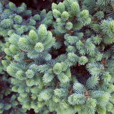 Ель ЭХИНИФОРМИС сизая в Осиповичах