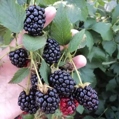 Ежевика ОУАЧИТА бесшипная  в Осиповичах