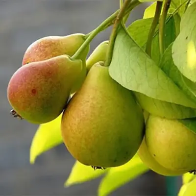 Груша СЕВЕРЯНКА в Осиповичах