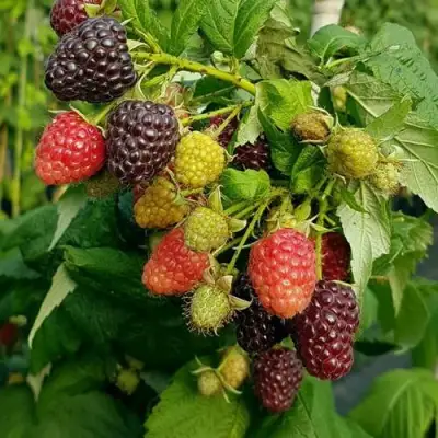 Малина БЛЭК ПОЛЬКА (ХЕБАН) в Осиповичах