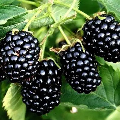 Ежевика ПРАЙМ АРК ТРЕВЕЛЕР ремонтантная  в Осиповичах