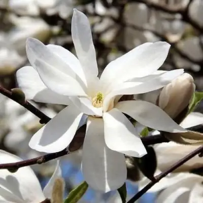 Магнолия ЛЕБНЕРА МЕРРИЛЛ в Осиповичах