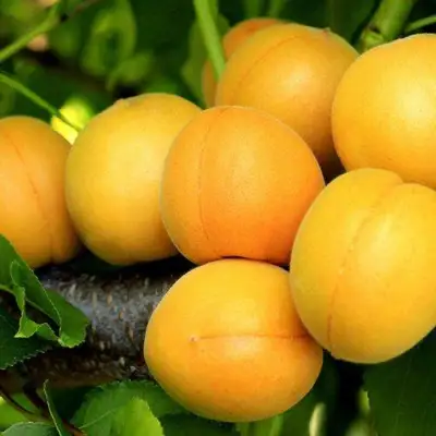 Абрикос ЦАРСКИЙ в Осиповичах