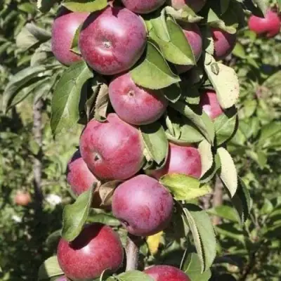 Яблоня ЕСЕНИЯ колонновидная в Осиповичах