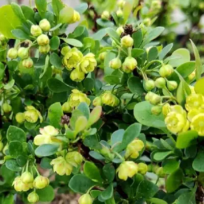 Барбарис КОБОЛЬД тунберга в Осиповичах