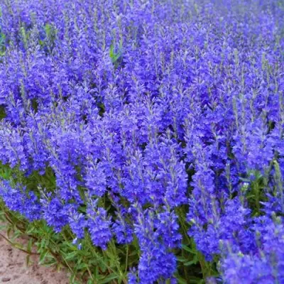 Вероника австрийская в Осиповичах