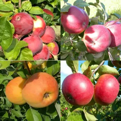 Комплект ЯБЛОНЕВЫЙ КВАРТЕТ в Осиповичах