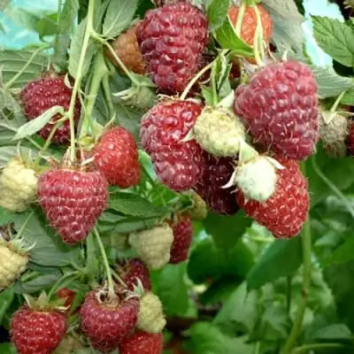 Малина ЖАР-ПТИЦА в Осиповичах