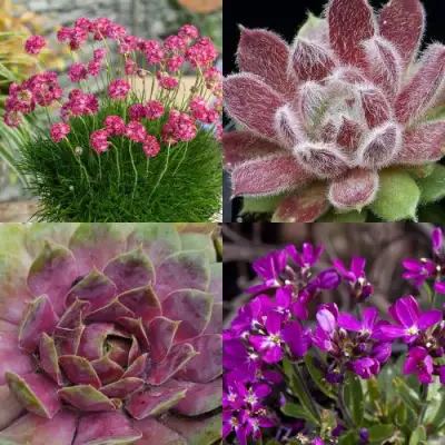 Комплект МИНИ САД в Осиповичах