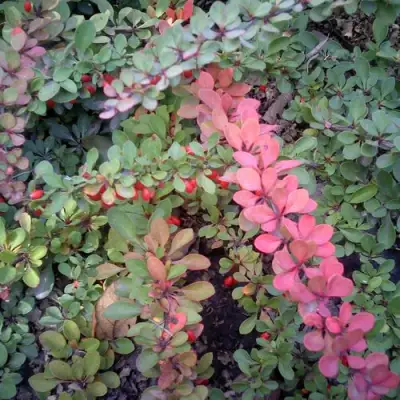 Барбарис ГРИН КАРПЕТ тунберга в Осиповичах