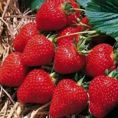 Клубника КИМБЕРЛИ в Осиповичах