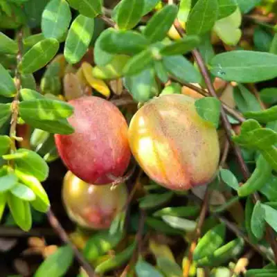 Клюква СТАНКОВИЧ в Осиповичах