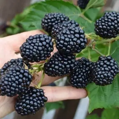 Ежевика ДЖАМБО бесшипная  в Осиповичах