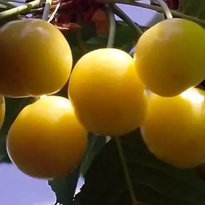 Черешня ЧЕРМАШНАЯ в Осиповичах