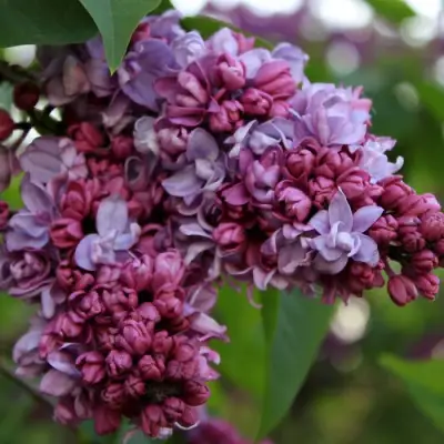 Сирень П.П.КОНЧАЛОВСКИЙ в Осиповичах